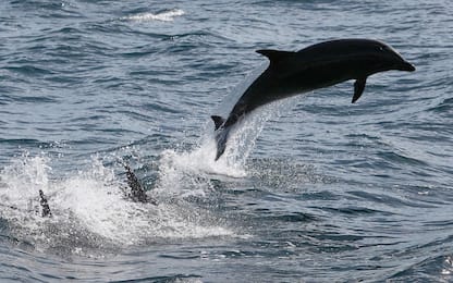 Ostia, un altro delfino trovato morto al largo del porto turistico