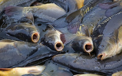Bologna, morìa di pesci nel Reno per siccità