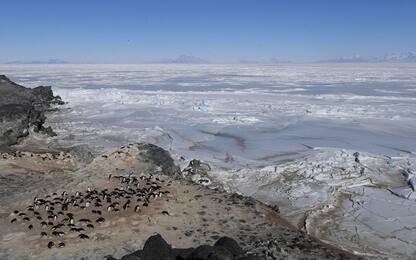 Plastica in Antartide, inquinamento 5 volte peggiore del previsto