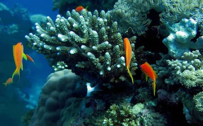 I coralli sono degli ‘highlander’, coetanei dei dinosauri