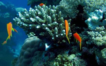 Lo sbiancamento globale dei coralli si avvia alla fine