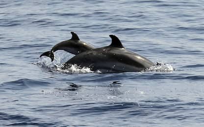 I delfini che nuotano accanto alla barca: lo spettacolo è travolgente