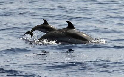 Avvistato maxi gruppo di 25 delfini sul litorale romano