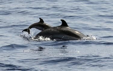 Getty_Images_-mediterraneo_delfini