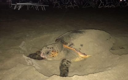 Tartaruga depone uova in spiaggia. FOTO