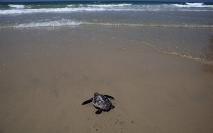 Toscana, consiglio regionale: le tartarughe dell'Elba saranno protette