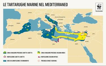 Dove vivono le specie simbolo del Mediterraneo? Le mappe del Wwf