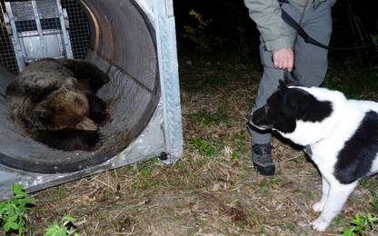 Trentino, partita la caccia all’orso: piazzate 3 trappole