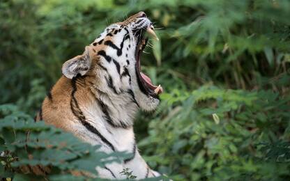 Giornata Mondiale della Tigre, la festa dedicata al grande felino