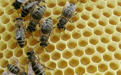 Tumore al seno, il veleno delle api apre la strada a nuove terapie