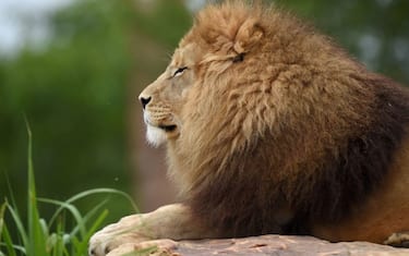 WorldLionDay1-GettyImages