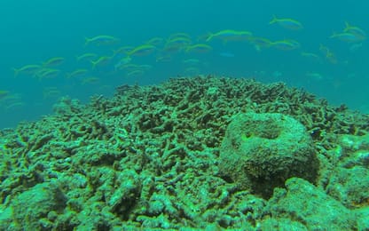 I coralli delle Maldive muoiono, "declino catastrofico". FOTO