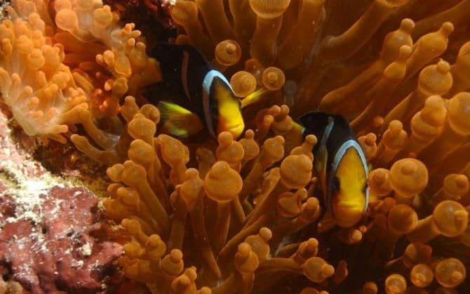 I coralli delle Maldive muoiono, 'declino catastrofico'. FOTO