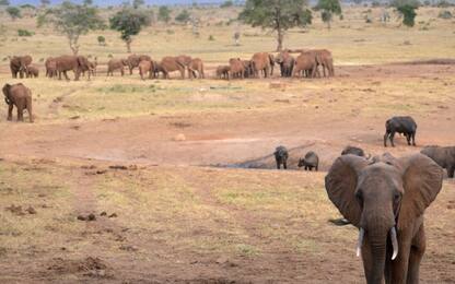 Le guerre in Africa uccidono anche i grandi mammiferi