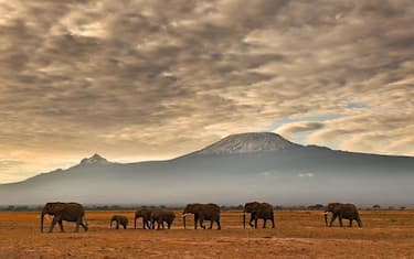 Elefanti1-Africa-GettyImages