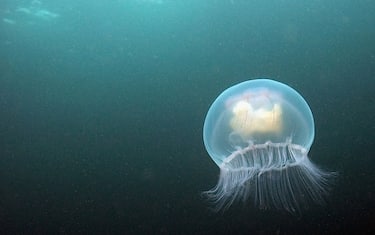 MoonJellyfish-GettyImages