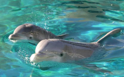 Cucciolo di delfino muore a causa delle 'molestie' dei bagnanti