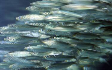 Pesci-GettyImages