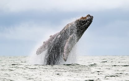 Solo nel 2100 si tornerà al numero delle balene prima della caccia 