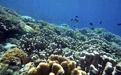 I calcoli renali si sviluppano come le barriere coralline