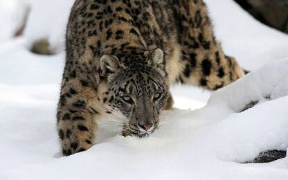 Wwf, una petizione per salvare il leopardo delle nevi dall'estinzione