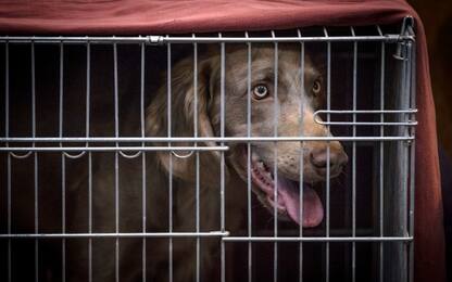 Sequestrati oltre 180 cani in un allevamento nel veronese