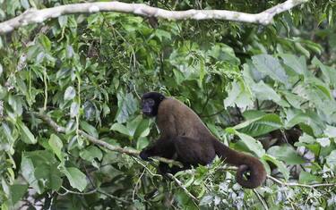 Amazzonia, scoperte 381 nuove specie tra il 2014 e il 2015