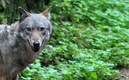 Bolzano, troppi lupi e orsi: giunta apre a catture o uccisioni