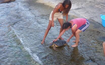 Torna in mare Chiara, tartaruga ricoverata per ingestione di plastiche