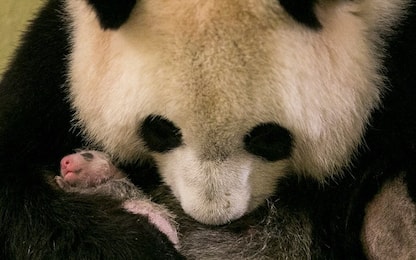 Francia, in un video il primo mese di vita di un cucciolo di panda