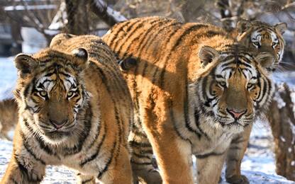 Lav denuncia: “10 tigri trasportate da Latina alla Russia, una morta”