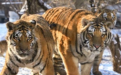 Dopo 70 anni le tigri siberiane tornano in Kazakistan