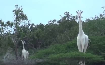 Sorpresa in Kenya, avvistate due rare giraffe bianche