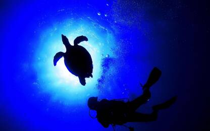Un pezzo di plastica può essere letale per le tartarughe marine