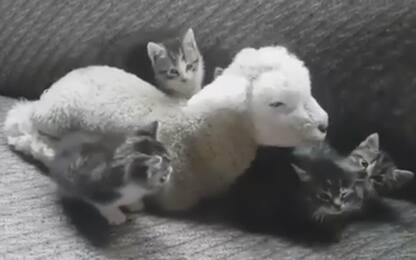 L'agnellino appena nato fa amicizia con una cucciolata di gatti. Video