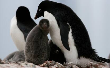 Antartide, Sos pinguini
