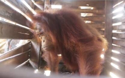 Cucciolo di orango salvato nel Borneo: "Vittima della deforestazione"