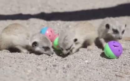 I primi giochi dei cuccioli di suricato in uno zoo australiano. VIDEO