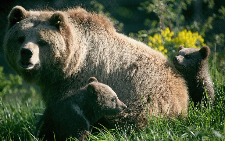 Perche Gli Animali Vanno In Letargo Ecco I Motivi Sky Tg24