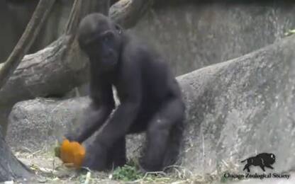 Halloween, i gorilla del Brookfield Zoo giocano con le zucche