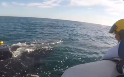 Mamma e cucciolo di balena in trappola, il video del salvataggio
