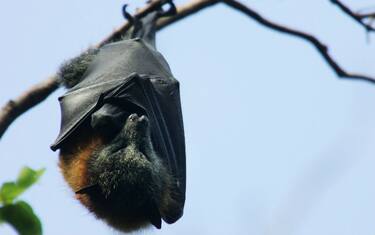 Bimba morsa da pipistrello, salvata dal centro antiveleni di Foggia