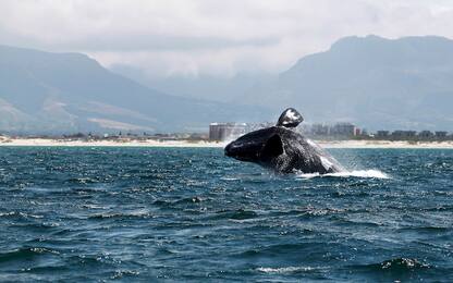Sudafrica, il viaggio delle balene ripreso dai droni. VIDEO