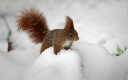 Lo scoiattolo rosso è tornato a popolare le Highlands scozzesi