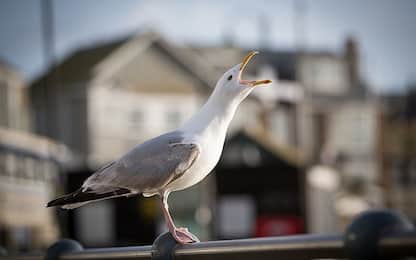 Le strategie degli uccelli per sopravvivere negli ambienti urbani