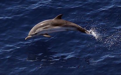 Fiumicino, recuperato sulla spiaggia un delfino morto