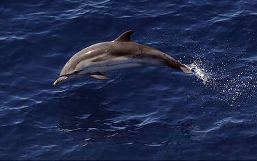 GettyImages-delfino