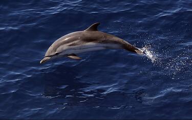 GettyImages-delfino