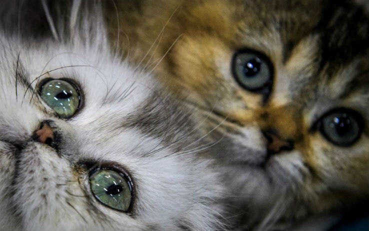 Giornata internazionale dei diritti degli animali 2020: eventi e iniziative - Vimarsana News