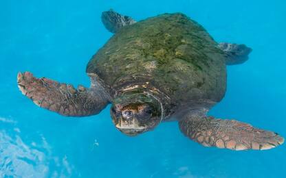 I rifiuti nel mare causano la morte di più di mille tartarughe l’anno